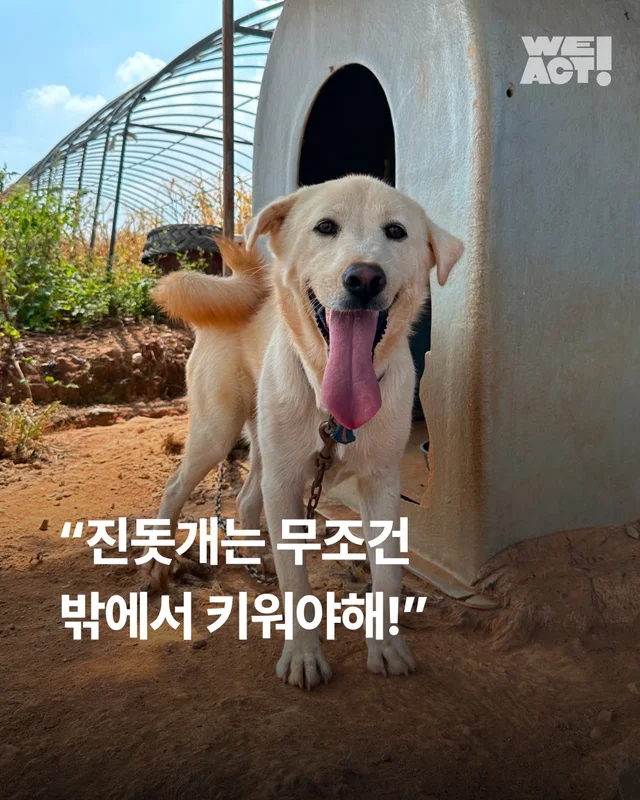 진돗개는 무조건 밖에서 키워야 해! 현장 사진