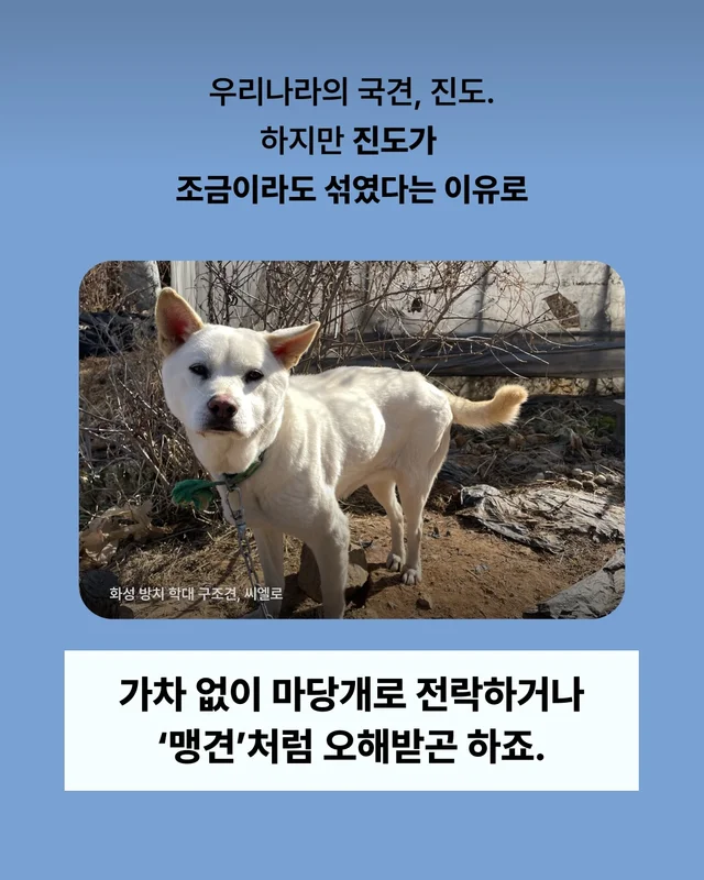 진돗개는 무조건 밖에서 키워야 해! 현장 사진