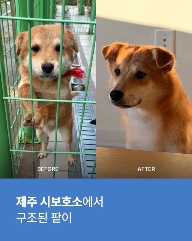 진돗개는 무조건 밖에서 키워야 해! 현장 사진