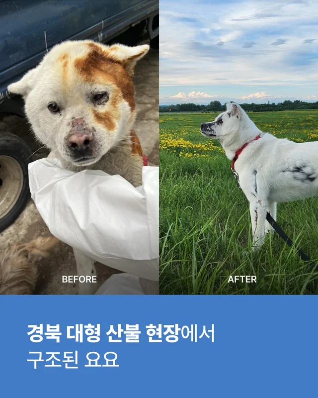 진돗개는 무조건 밖에서 키워야 해! 현장 사진