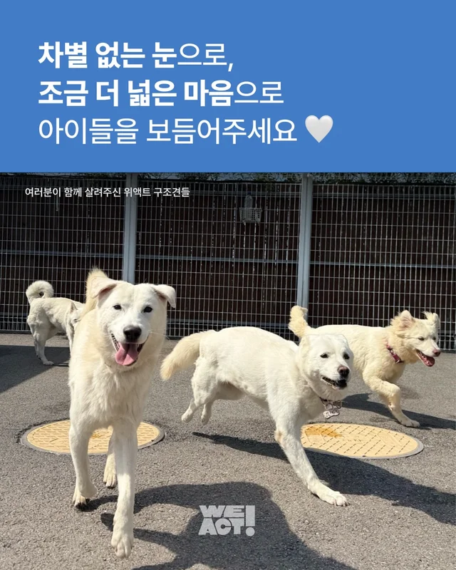 진돗개는 무조건 밖에서 키워야 해! 현장 사진