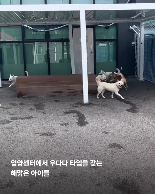 진돗개는 무조건 밖에서 키워야 해! 현장 사진