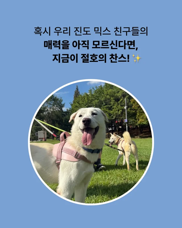 진돗개는 무조건 밖에서 키워야 해! 현장 사진