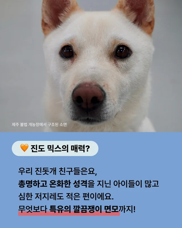 진돗개는 무조건 밖에서 키워야 해! 현장 사진