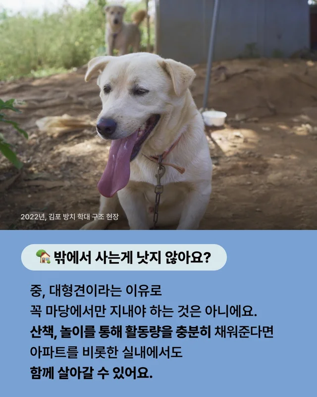 진돗개는 무조건 밖에서 키워야 해! 현장 사진