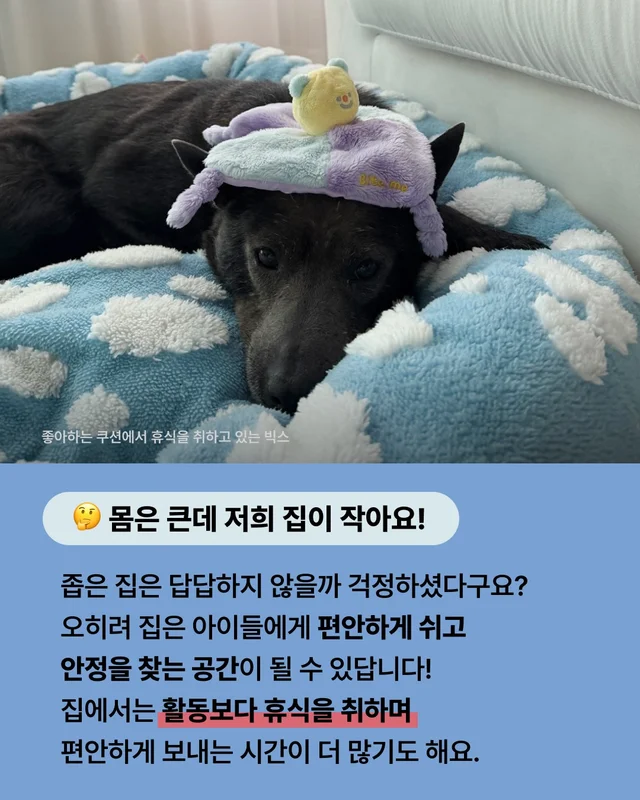 진돗개는 무조건 밖에서 키워야 해! 현장 사진