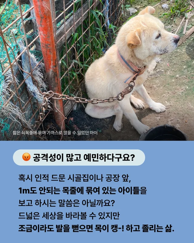 진돗개는 무조건 밖에서 키워야 해! 현장 사진