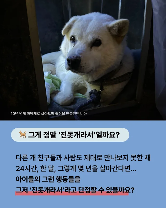 진돗개는 무조건 밖에서 키워야 해! 현장 사진