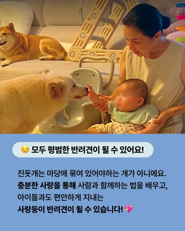 진돗개는 무조건 밖에서 키워야 해! 현장 사진