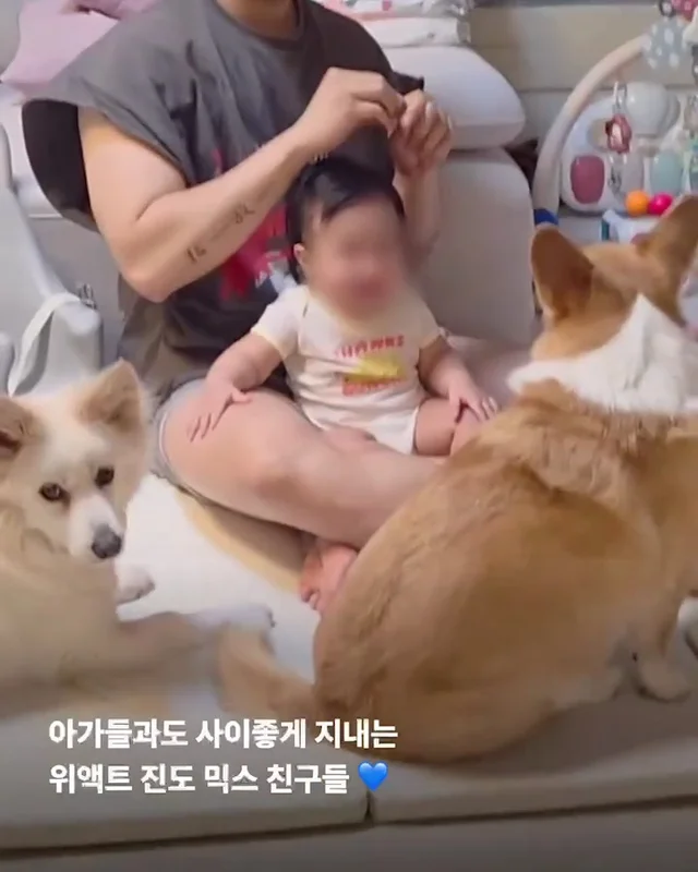 진돗개는 무조건 밖에서 키워야 해! 현장 사진