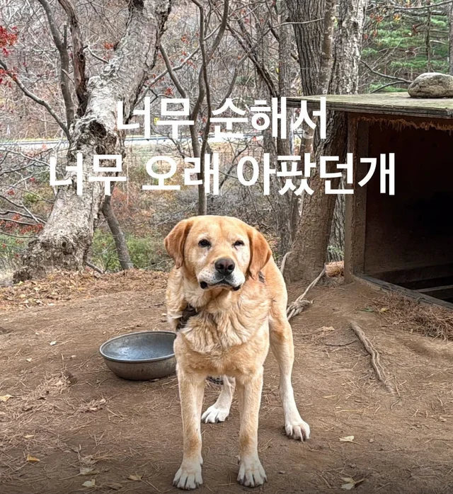 너무 순해서 너무 오래 아팠던 개 현장 사진