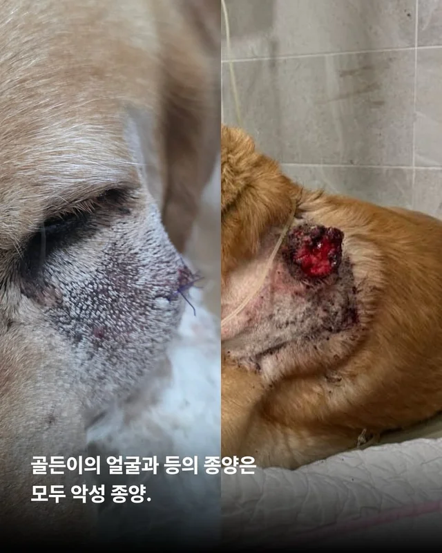 너무 순해서 너무 오래 아팠던 개 현장 사진