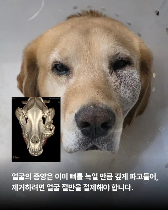 너무 순해서 너무 오래 아팠던 개 현장 사진