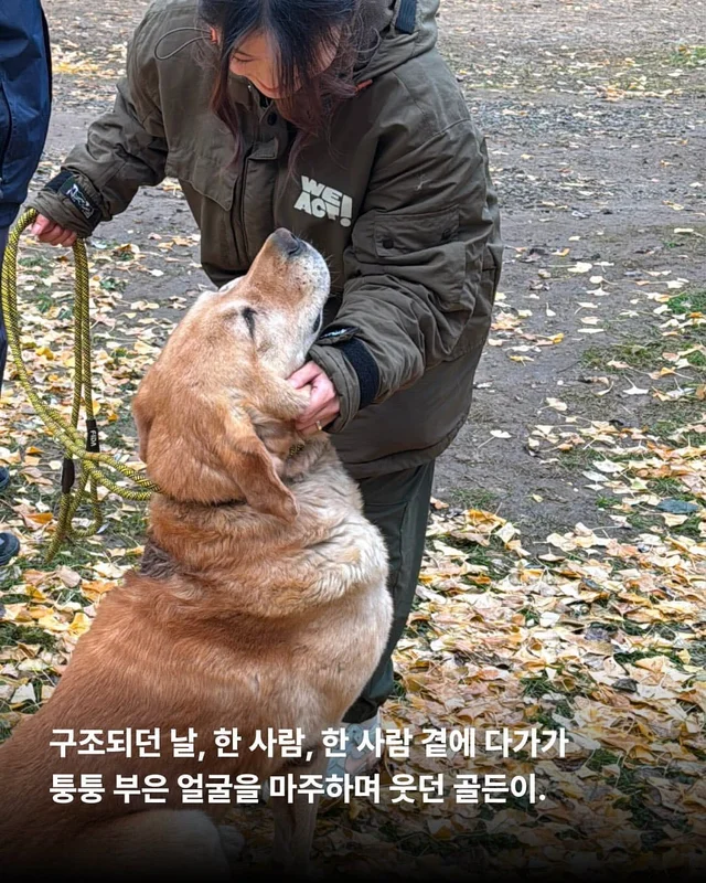 너무 순해서 너무 오래 아팠던 개 현장 사진