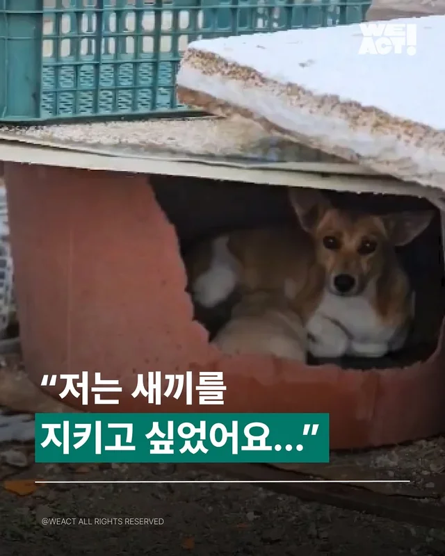 위액트행글, 위액트가나, 위액트다라, 위액트마바 현장 사진