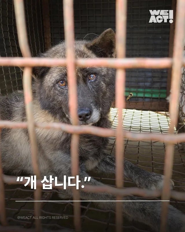 위액트 대프니 현장 사진