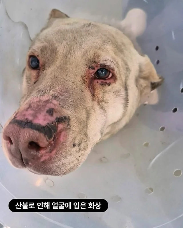 경북산불구조 - 위액트 도라 현장 사진