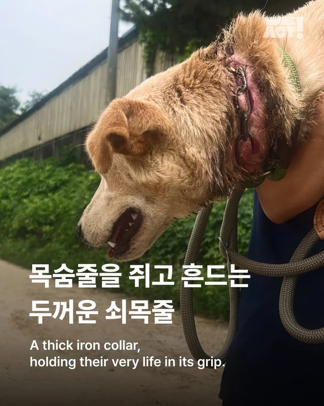 화성 방치견 현장 사진