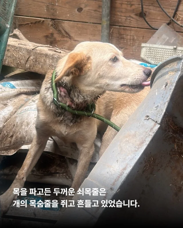 화성 방치견 현장 사진