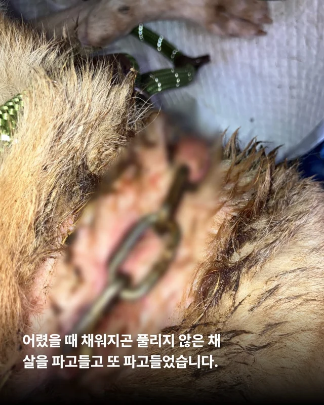 화성 방치견 현장 사진