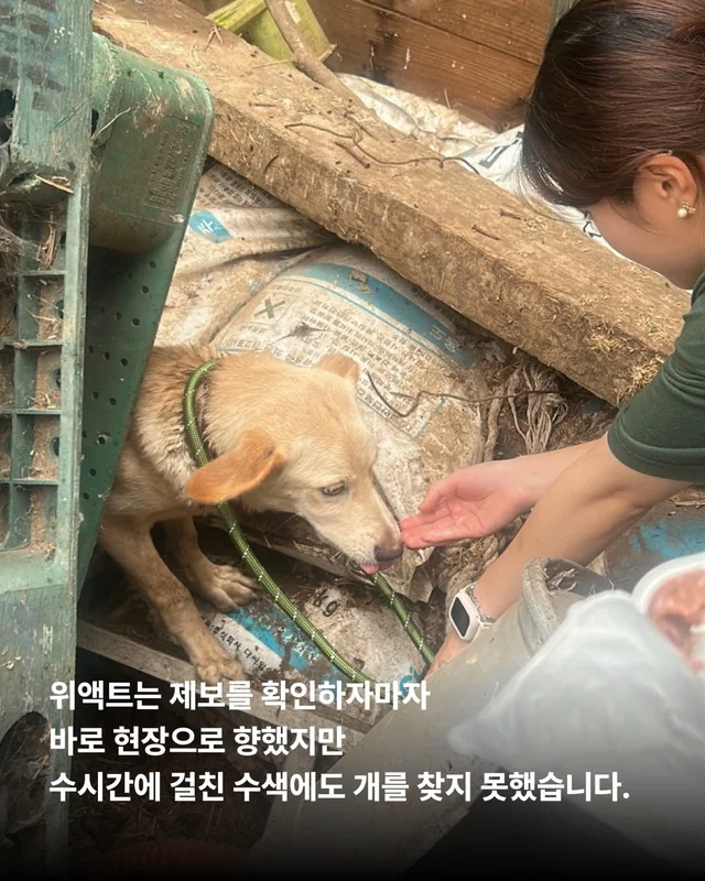 화성 방치견 현장 사진