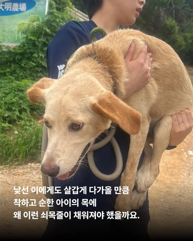 화성 방치견 현장 사진