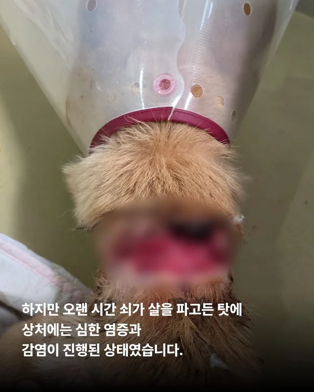화성 방치견 현장 사진