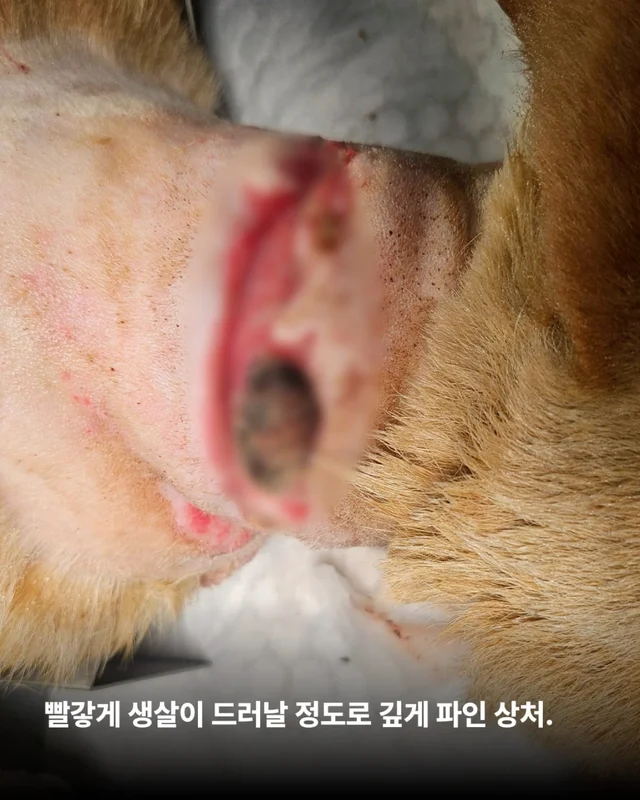 화성 방치견 현장 사진