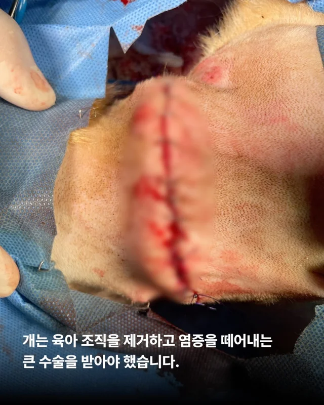 화성 방치견 현장 사진