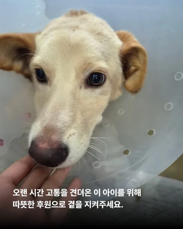 화성 방치견 현장 사진