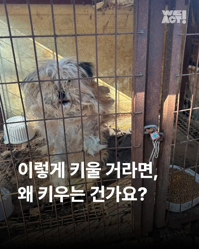 이렇게 키울거라면 왜 키우는건가요 ? 현장 사진