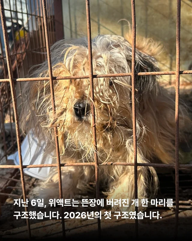 이렇게 키울거라면 왜 키우는건가요 ? 현장 사진