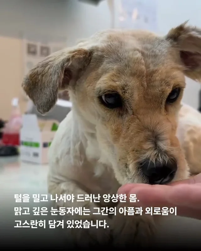 이렇게 키울거라면 왜 키우는건가요 ? 현장 사진