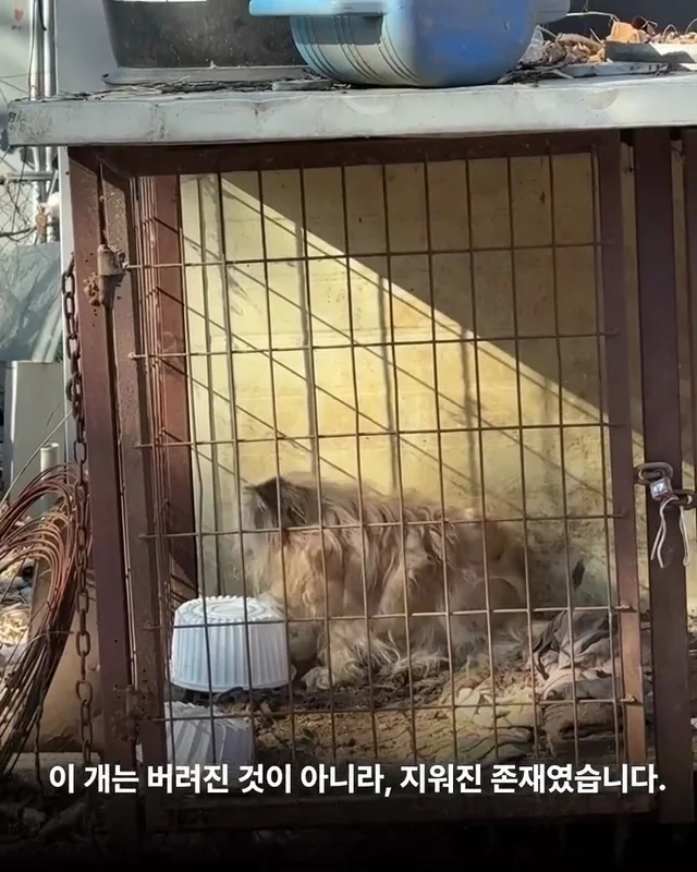 이렇게 키울거라면 왜 키우는건가요 ? 현장 사진
