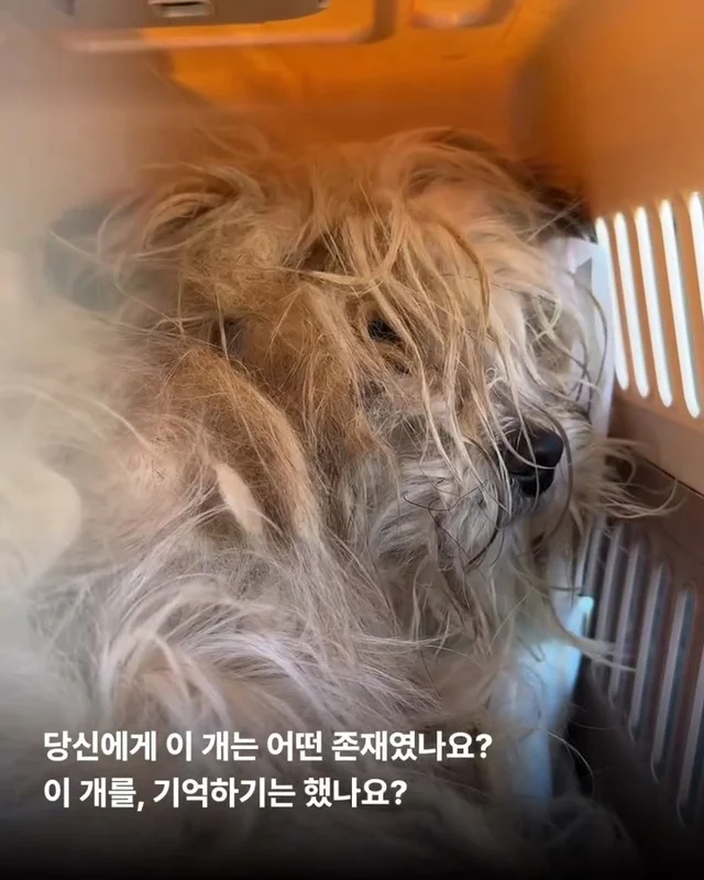 이렇게 키울거라면 왜 키우는건가요 ? 현장 사진
