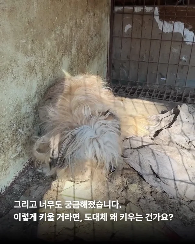 이렇게 키울거라면 왜 키우는건가요 ? 현장 사진