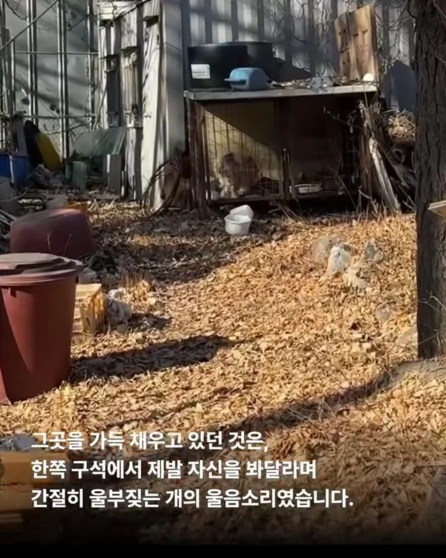 이렇게 키울거라면 왜 키우는건가요 ? 현장 사진