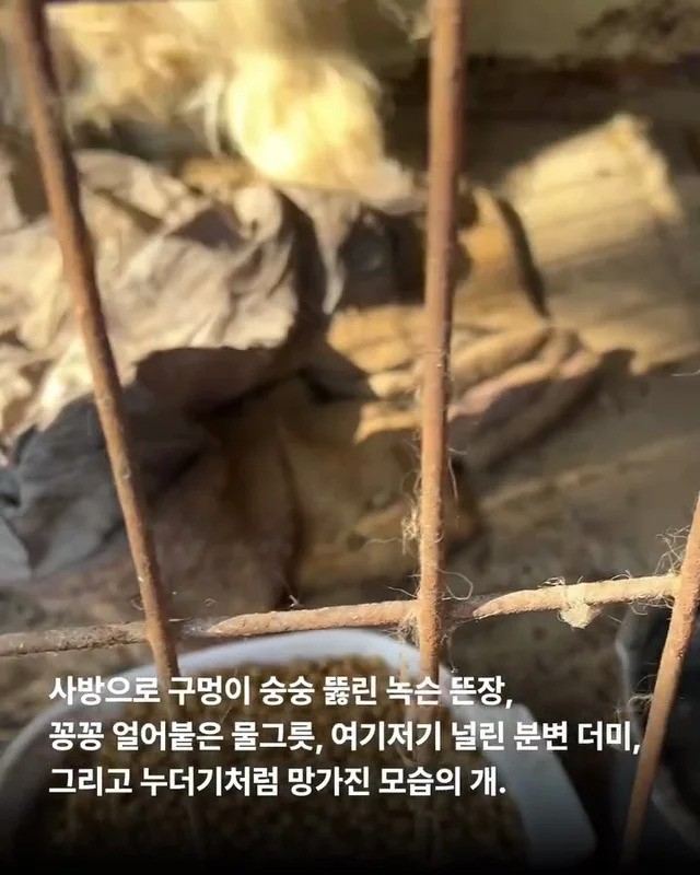 이렇게 키울거라면 왜 키우는건가요 ? 현장 사진