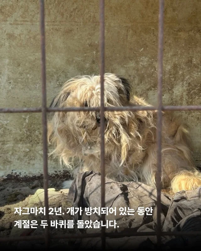 이렇게 키울거라면 왜 키우는건가요 ? 현장 사진