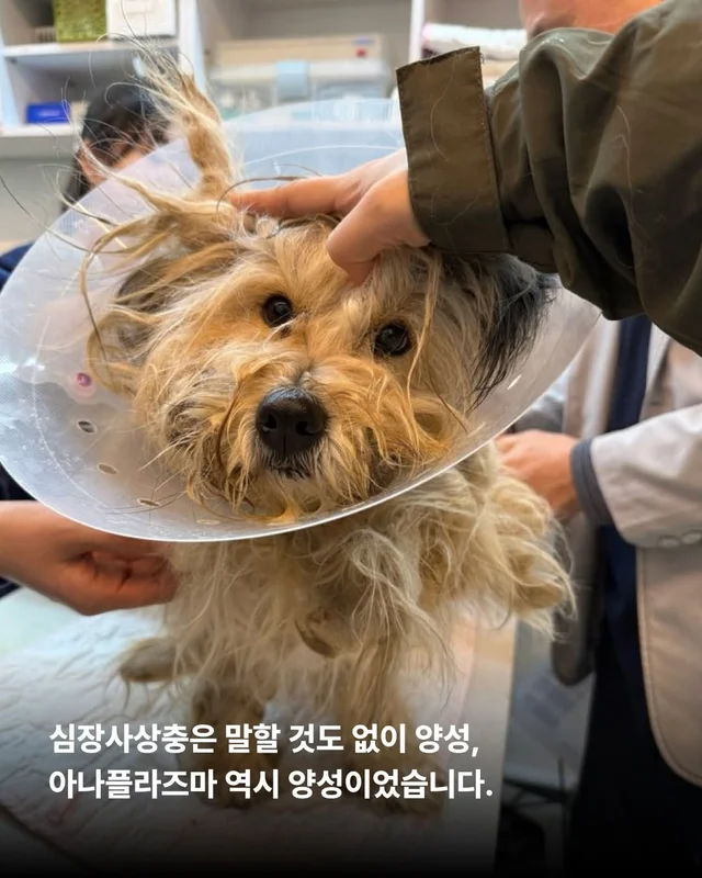 이렇게 키울거라면 왜 키우는건가요 ? 현장 사진