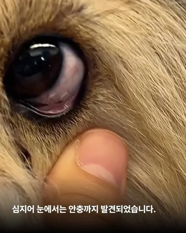 이렇게 키울거라면 왜 키우는건가요 ? 현장 사진