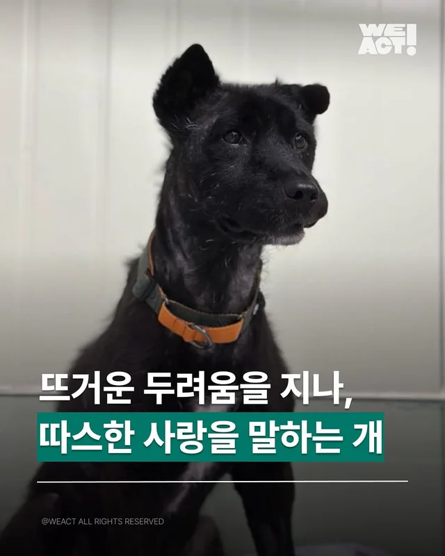 뜨거운 두려움을 지나, 따스한 사랑을 말하는 개. 현장 사진