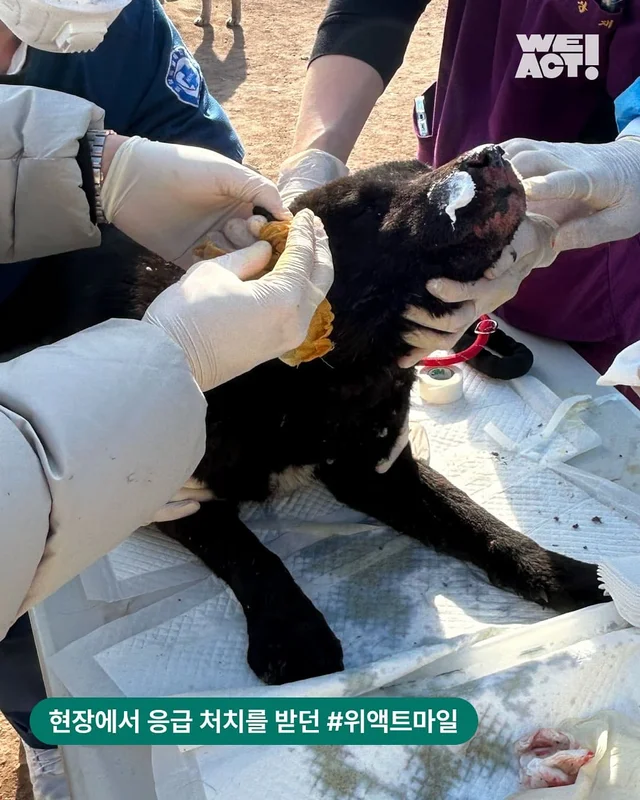 뜨거운 두려움을 지나, 따스한 사랑을 말하는 개. 현장 사진