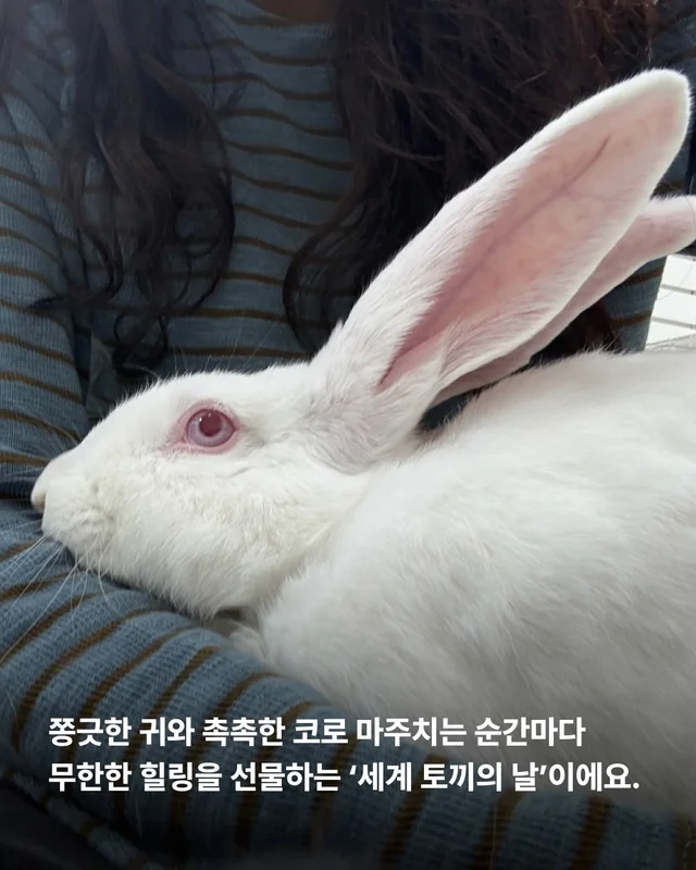 해피래빗데이 현장 사진