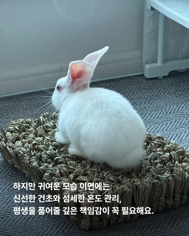 해피래빗데이 현장 사진