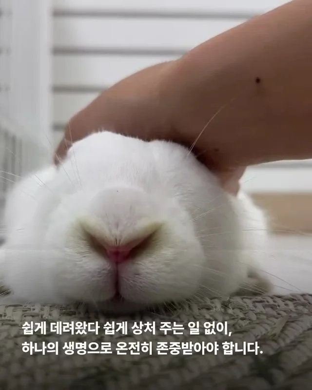 해피래빗데이 현장 사진