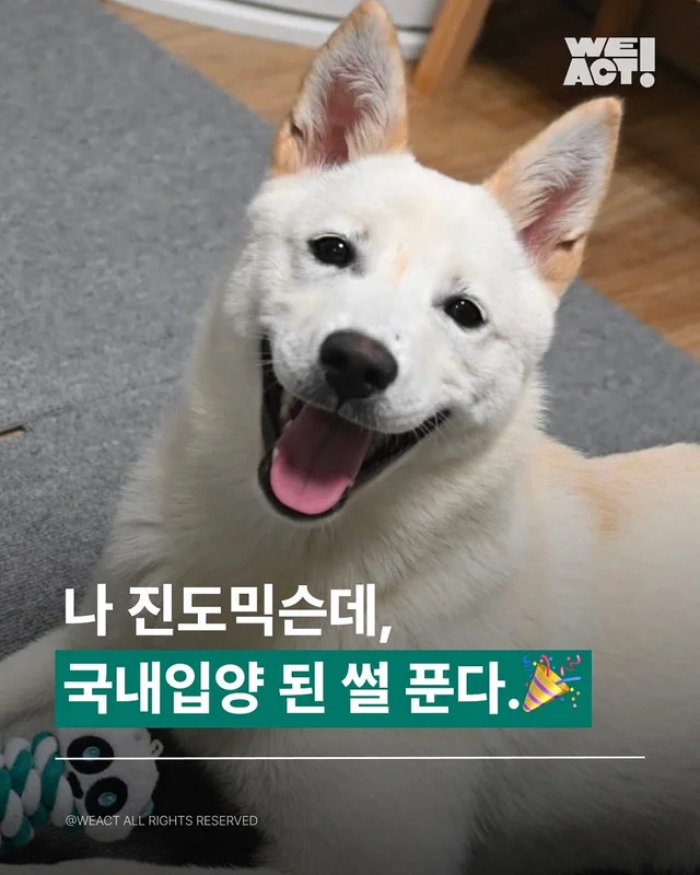 남겨진새끼강아지들-위액트모찌 현장 사진