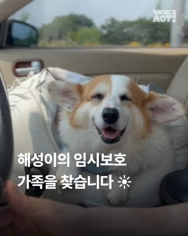해성이의 임시보호 가족을 찾습니다 현장 사진