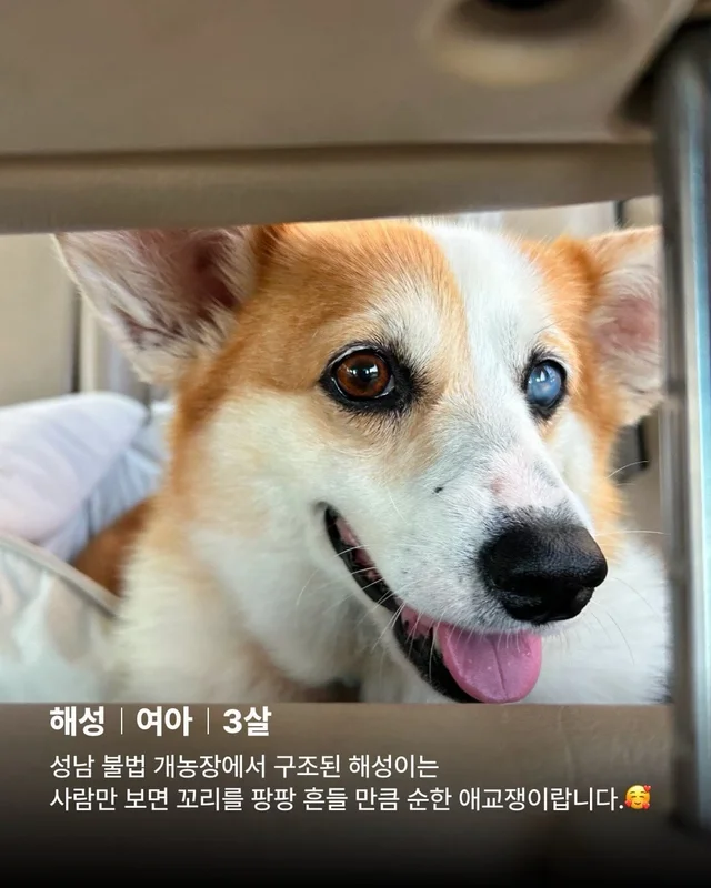 해성이의 임시보호 가족을 찾습니다 현장 사진