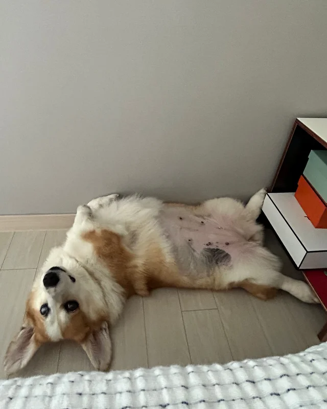 해성이의 임시보호 가족을 찾습니다 현장 사진